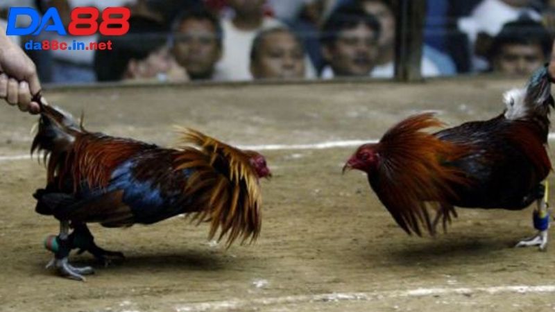 Cách cá cược đá gà cựa sắt trên nhà cái DA88