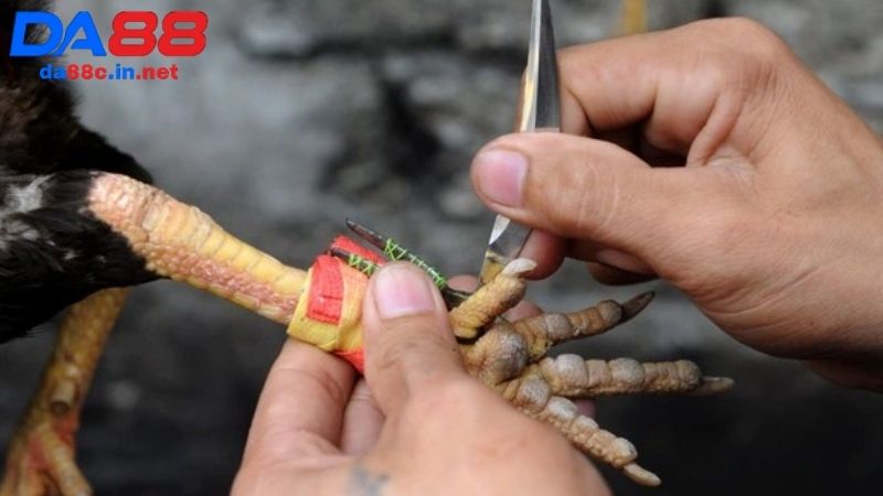 Sảnh đá gà cựa sắt được bet thủ ưa chuộng